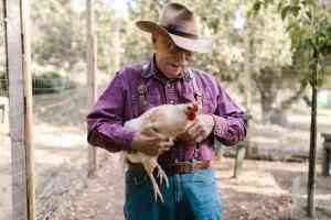 Galline da Compagnia: Benefici e Considerazioni per Allevare con Amore