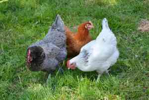 Come Integrare le Galline in un Orto Domestico: Sinergie Naturali tra Razzolamento e Coltivazione