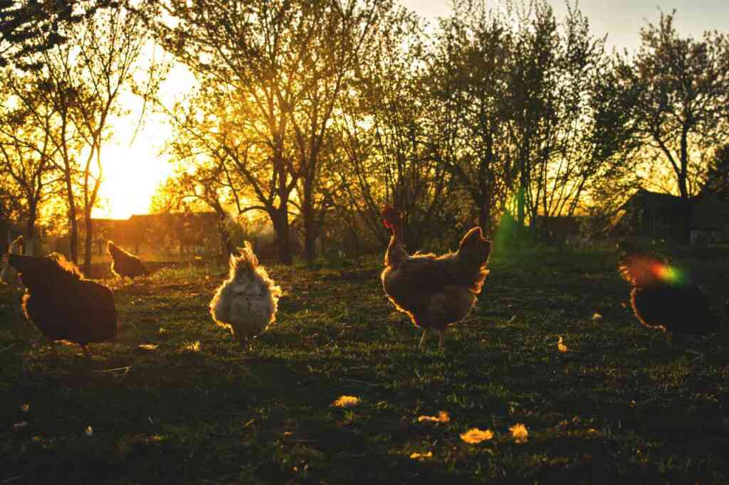 La Vita Quotidiana con le Galline: Esperienze e Consigli per una Convivenza Serena