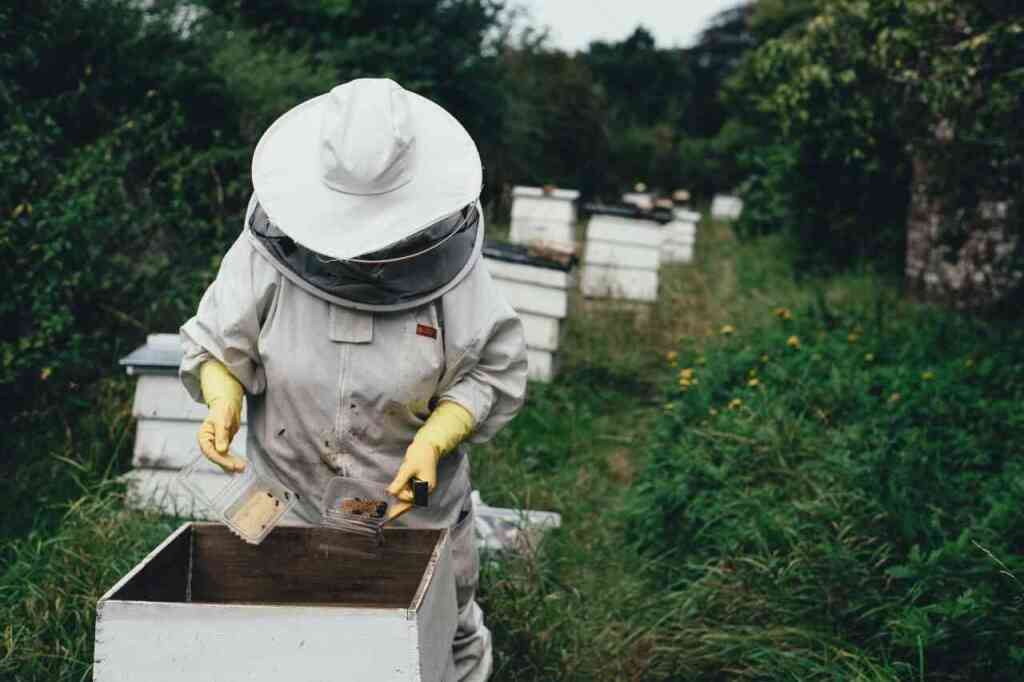 Apicoltura Urbana: Portare le Api in Città per Salvaguardare la Natura