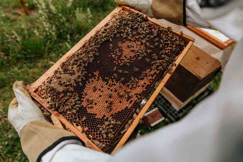 Alimentazione delle Api: Quando e Cosa Fornire per una Colonia Sana e Forte