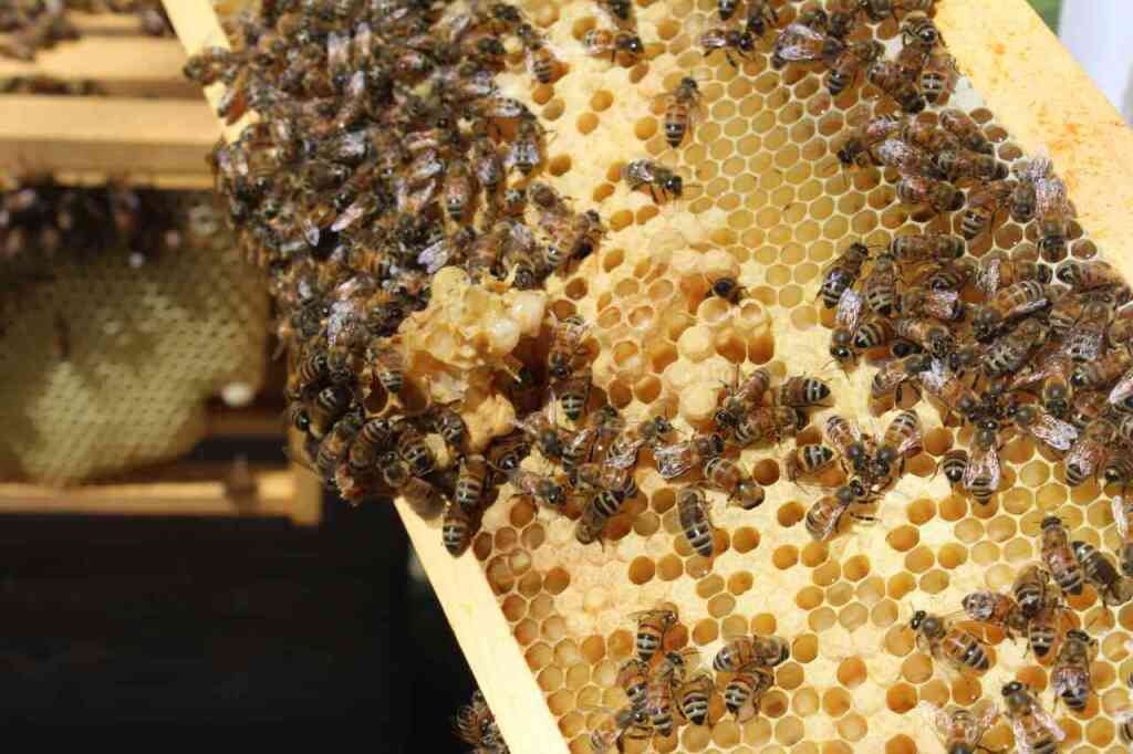 Le Api e la Biodiversità: Un Legame Indissolubile