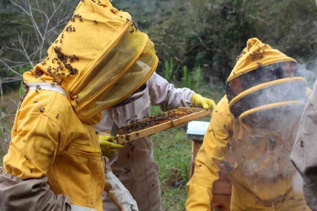 bee-4682098_1280