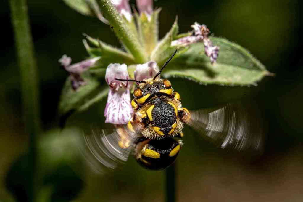 insect-7258412_1280