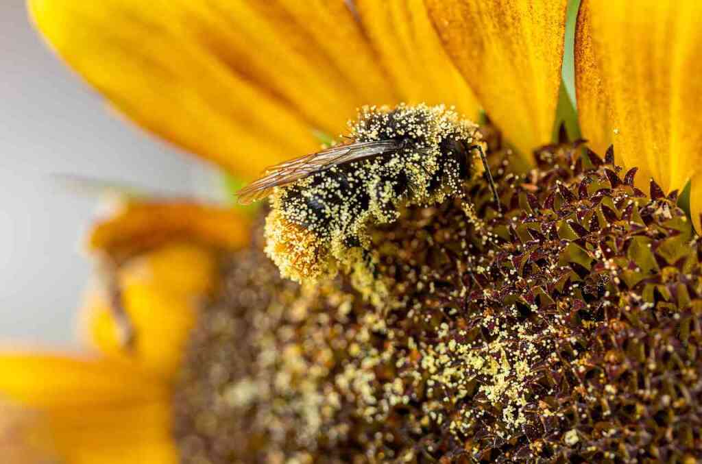 Apiterapia: Benefici dei Prodotti dell'Alveare per la Salute