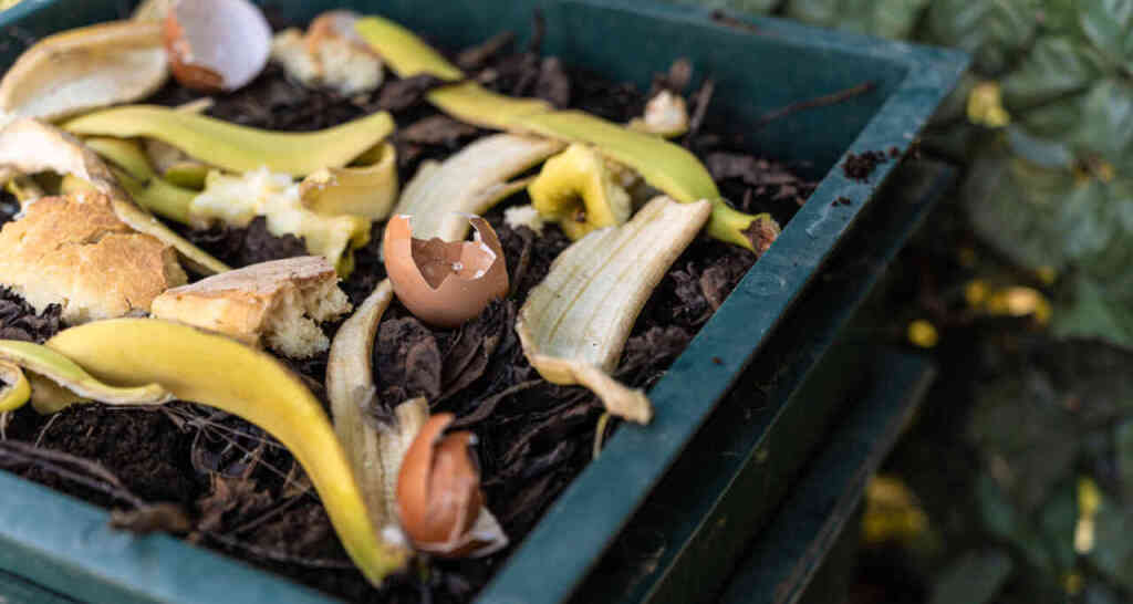 Il Nutrimento dei Lombrichi: Cosa Dare e Cosa Evitare