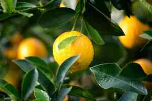 Come e Quando Potare l'Arancio