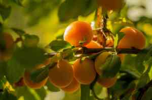 Macerato di Ortica: Energia Naturale per il Tuo Orto