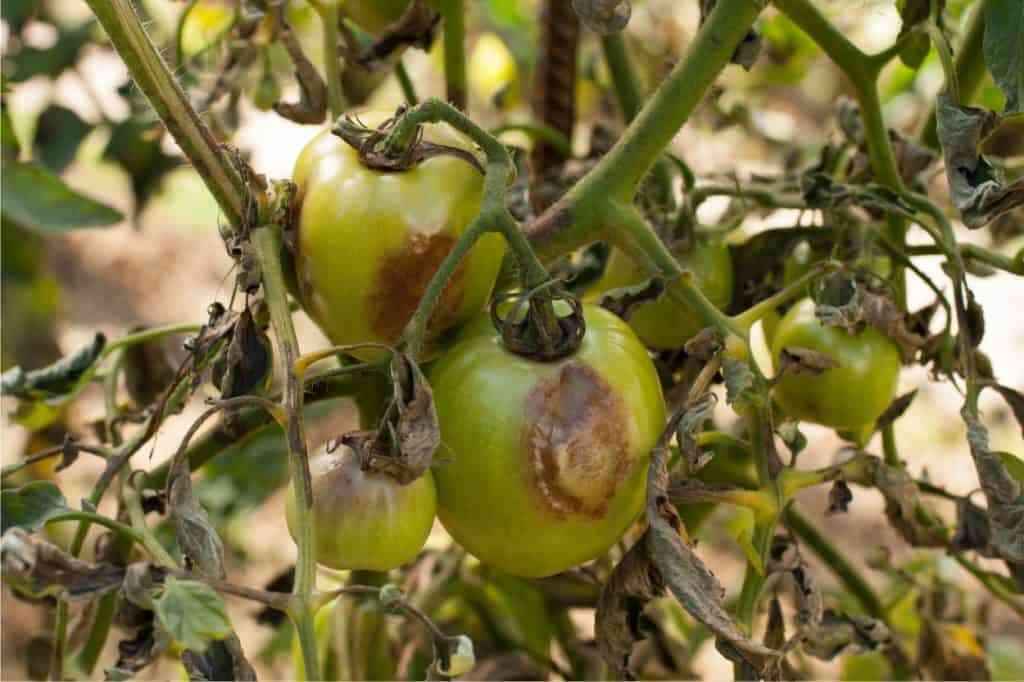 Le Malattie del Pomodoro: Riconoscerle e Difendere le Piante