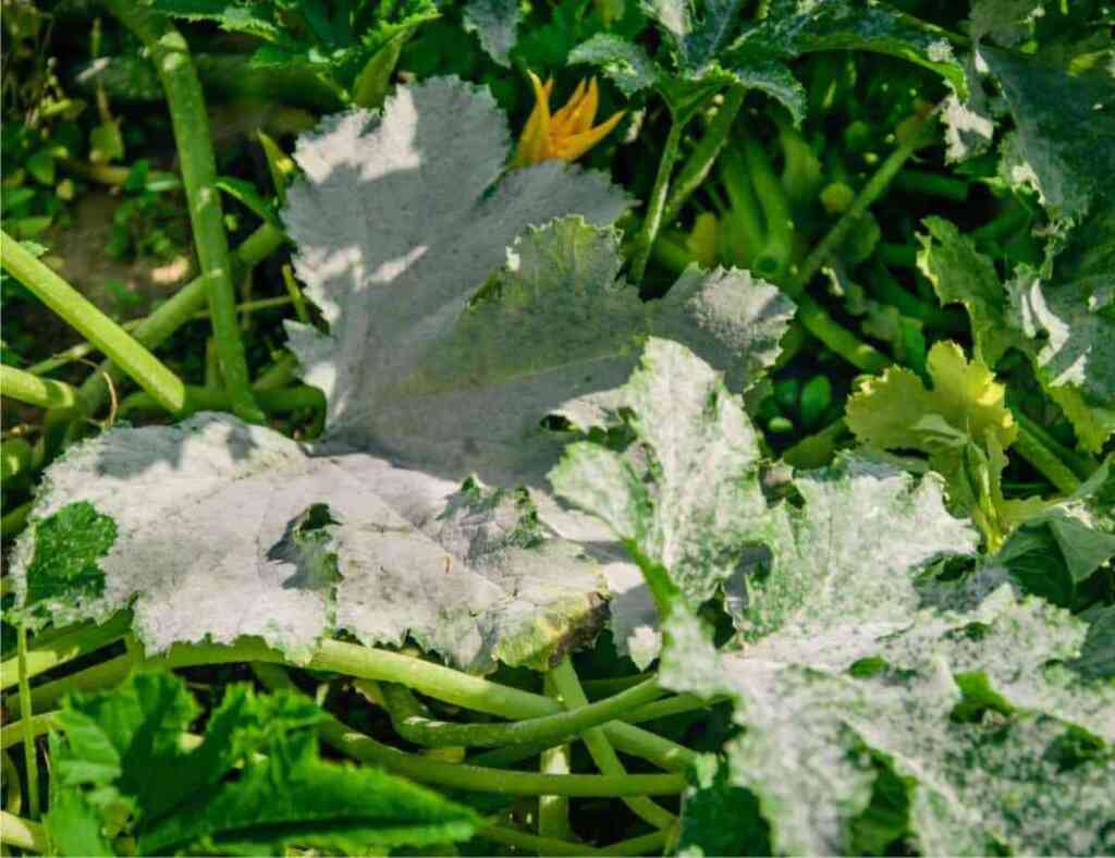 Le Malattie della Zucchina: Riconoscerle e Difendere le Piante in Modo Naturale