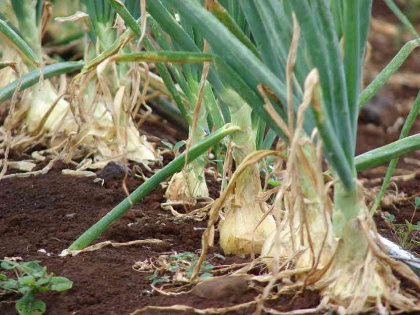 Le Malattie della Cipolla: Come Riconoscerle e Difenderle in Modo Naturale