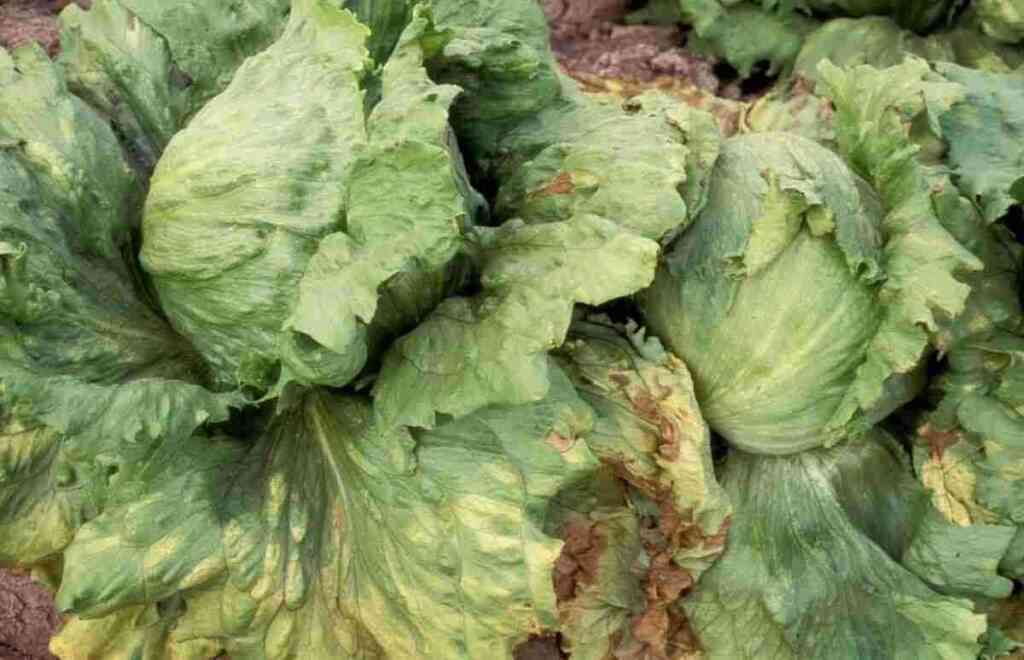 Le Malattie della Lattuga: Riconoscerle e Difenderla in Modo Naturale