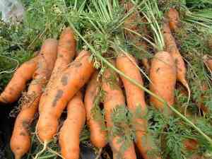 Le Malattie della Carota: Come Riconoscerle e Difendere le Piante in Modo Naturale