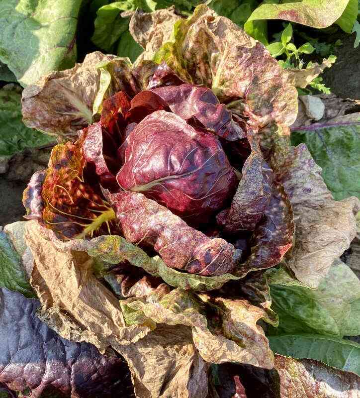 Le Malattie del Radicchio: Prevenirle e Curarle in Modo Naturale