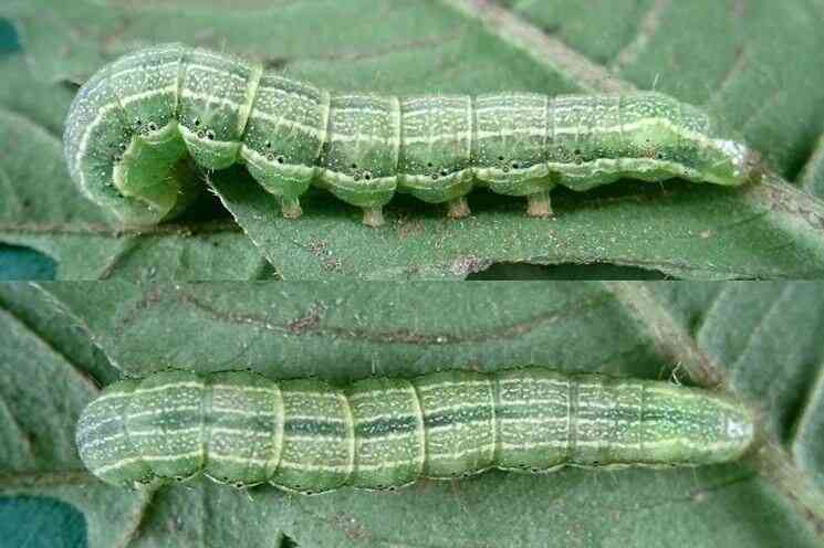 Nottue: I Bruchi Notturni che Minacciano l'Orto – Riconoscimento e Difesa Naturale