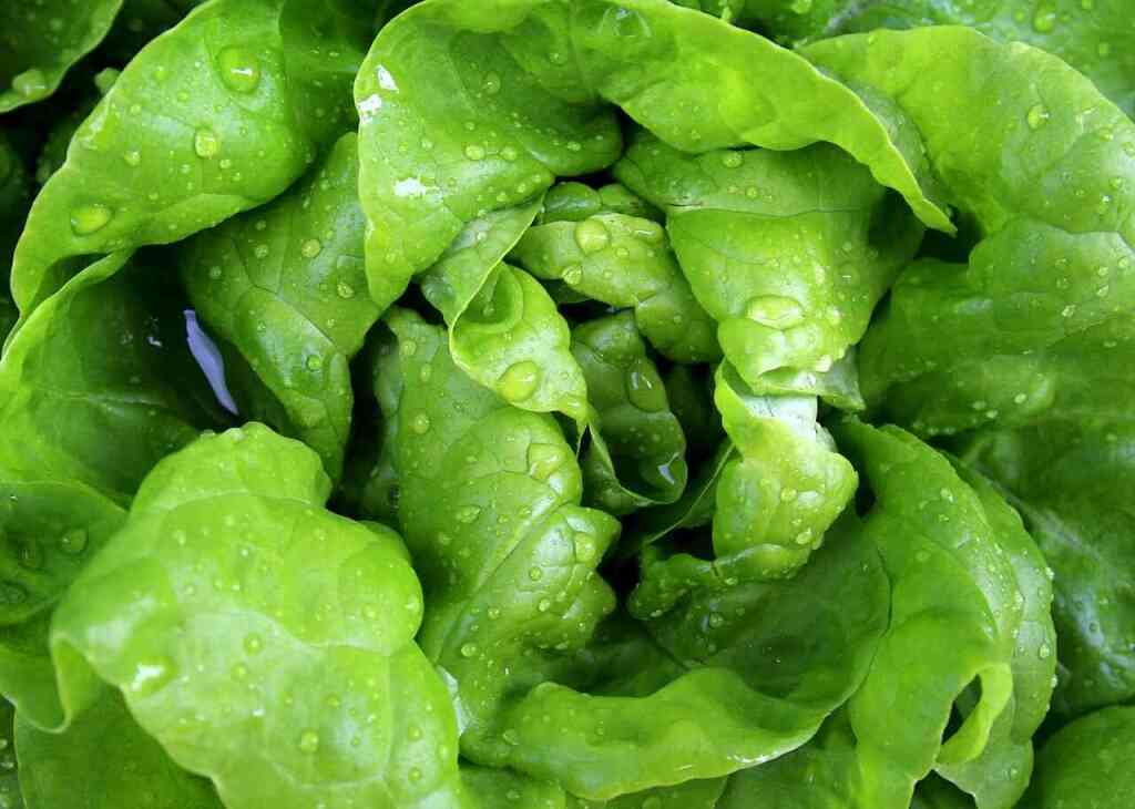 Come coltivare la lattuga: guida pratica per un raccolto sano e abbondante