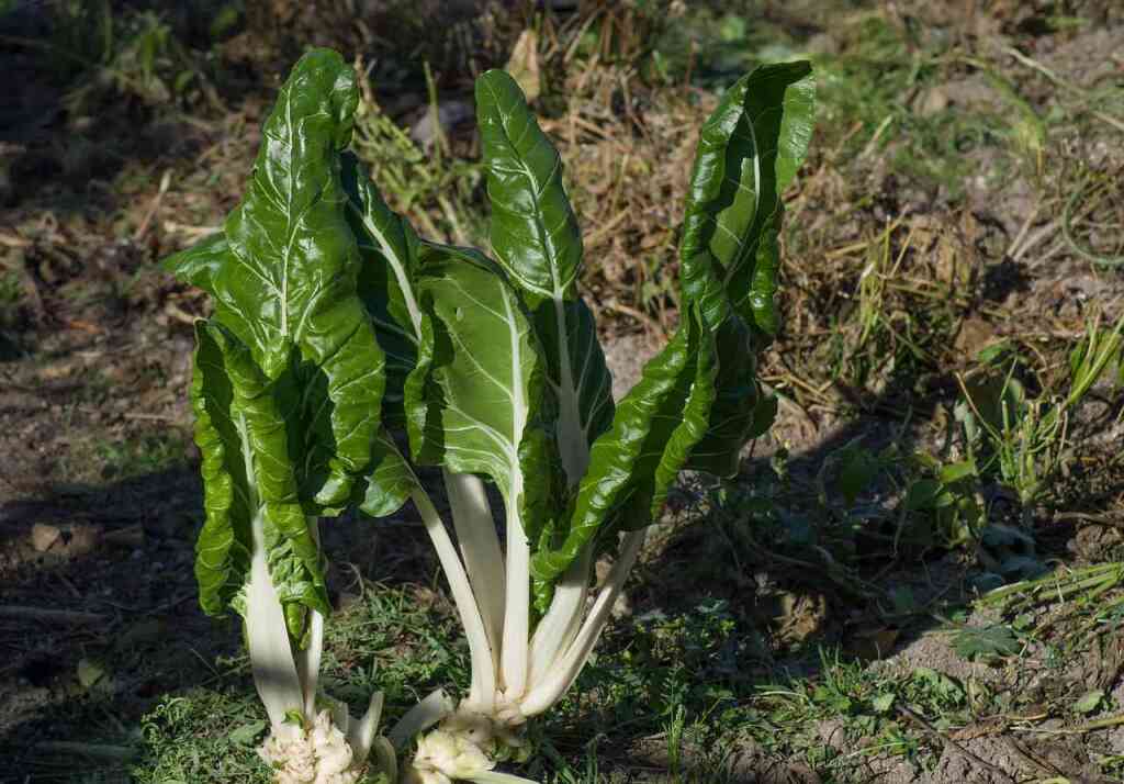 Come coltivare la bietola: guida semplice per un orto sano e generoso