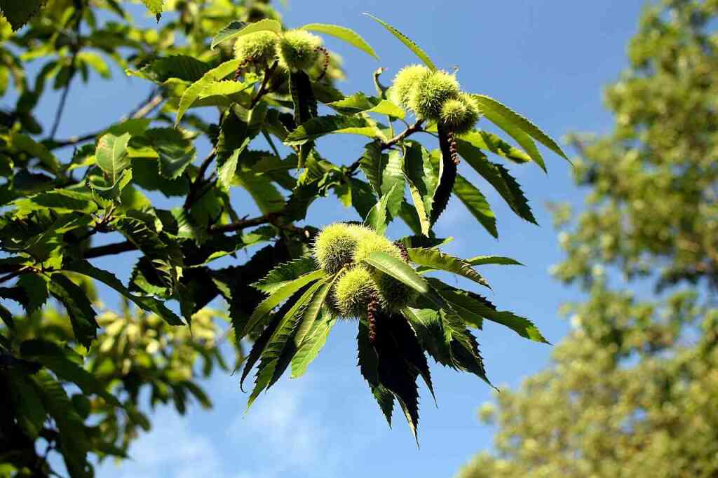 Come coltivare il castagno: guida alla messa a dimora e alla cura del "re del bosco"
