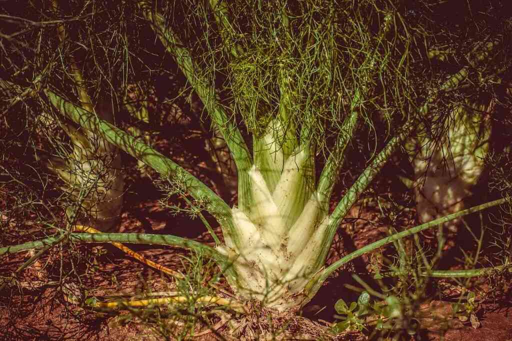 Coltivare il Finocchio: Guida Pratica per un Ortaggio Profumato e Salutare