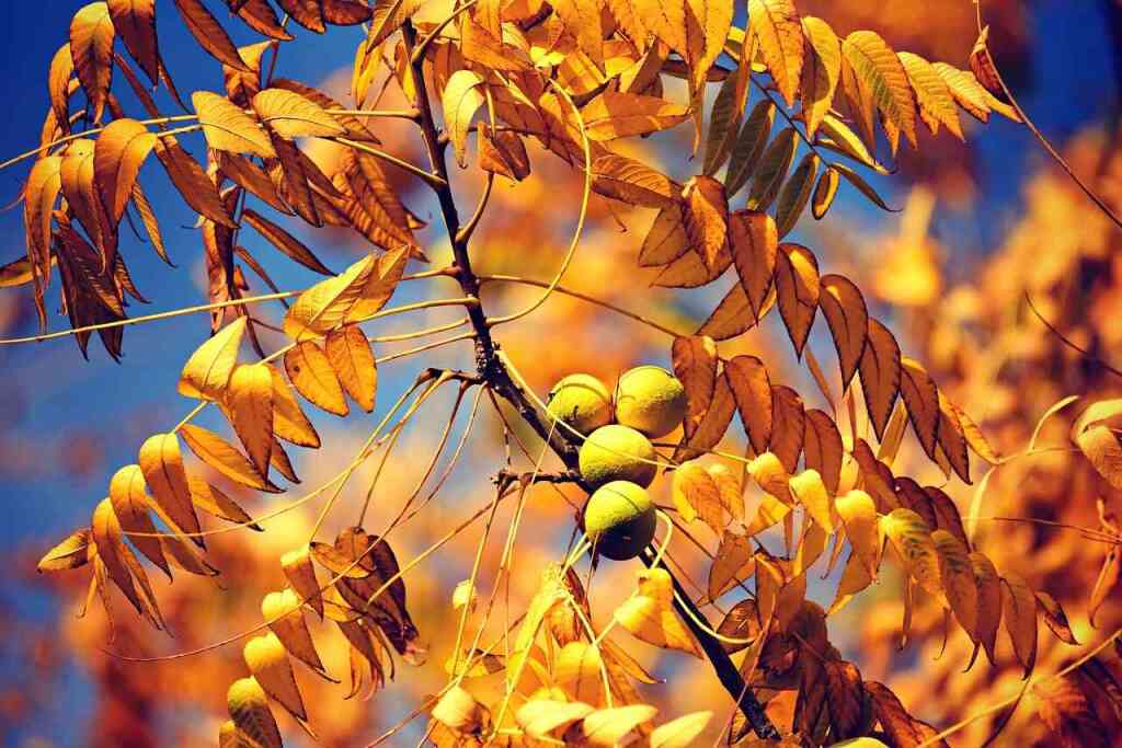 Il Noce: Coltivazione, Cura e Benefici di un Albero Nobile