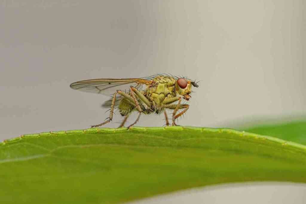 Mosca Bianca: Come Riconoscerla e Difendere il Tuo Orto