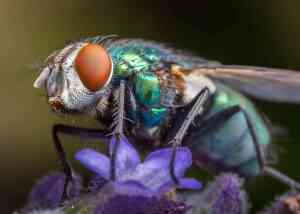 Mosca della Frutta: Come Difendere il Frutteto da Questo Insetto Infestante