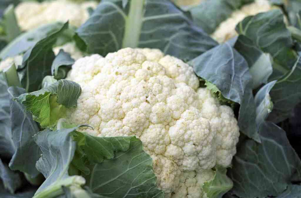 Come Coltivare il Cavolfiore: Guida Completa per un Raccolto Ricco e Sano