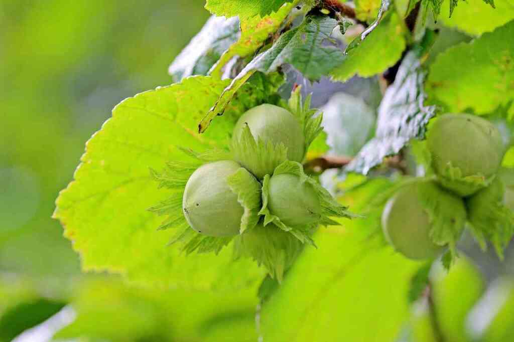 Nocciolo: Come Coltivarlo con Successo e Godere dei Suoi Frutti