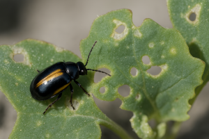 Altica: come riconoscere e combattere il piccolo coleottero che rovina l'orto