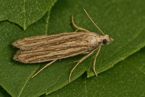 Anarsia lineatella: come riconoscere e combattere la tignola del pesco