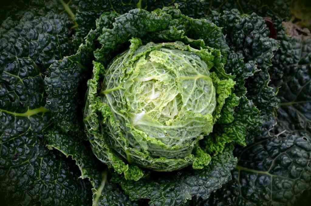 Coltivare il Cavolo Verza: Il Re dell'Orto Invernale