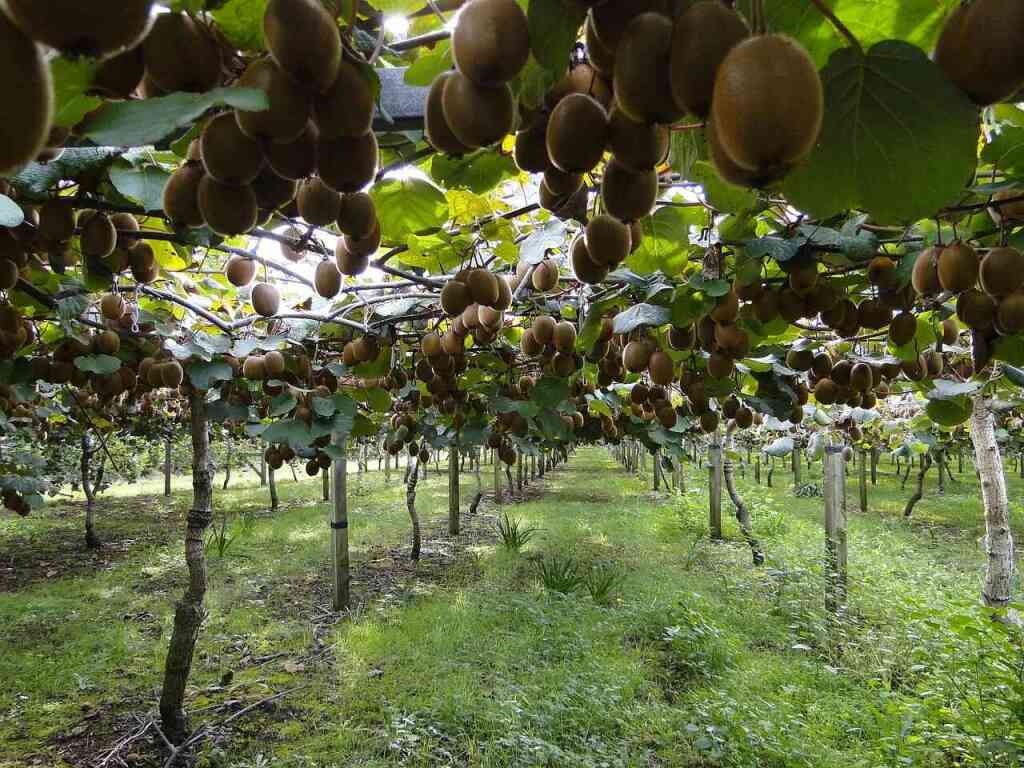 Coltivare il Kiwi: Una Liana Generosa e Ricca di Benefici