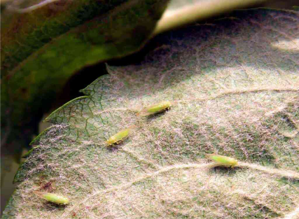 Psilla del Pero: Come Riconoscerla e Difendere il Frutteto