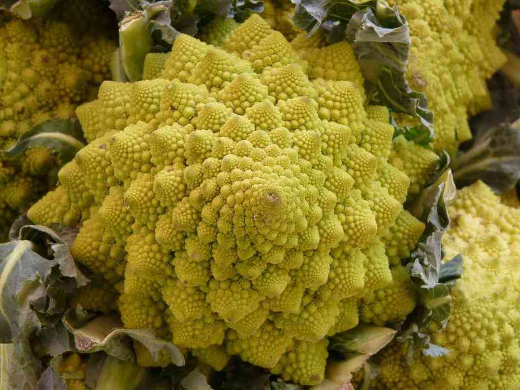 Cavolo Romanesco: Coltivazione, Cure e Benefici del Gioiello dell'Orto