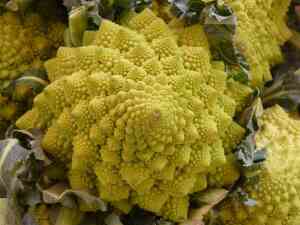 Cavolo Romanesco: Coltivazione, Cure e Benefici del Gioiello dell'Orto