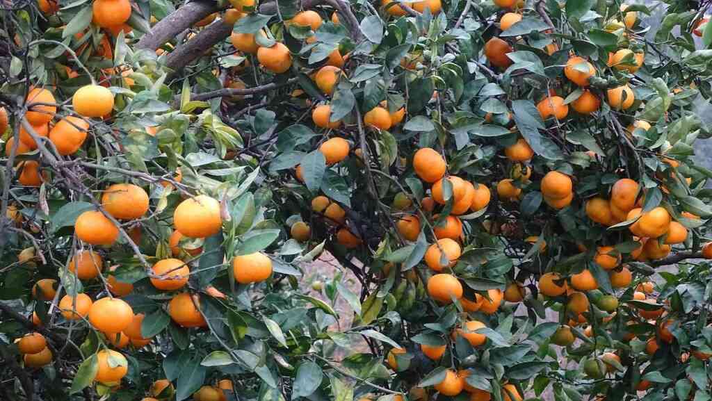 Mandarino: Coltivazione, Cure e Benefici del Più Dolce degli Agrumi