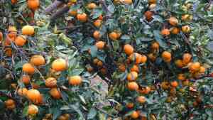 Mandarino: Coltivazione, Cure e Benefici del Più Dolce degli Agrumi