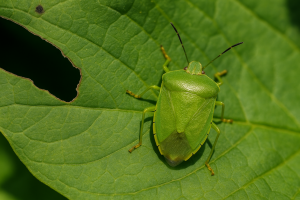 Cimici verdi: come riconoscerle e difendere l'orto da questi insetti infestanti