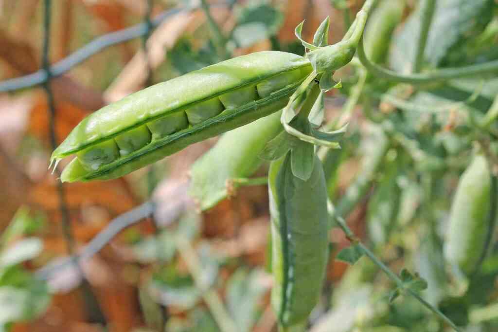 Come coltivare il pisello: guida completa dalla semina alla raccolta