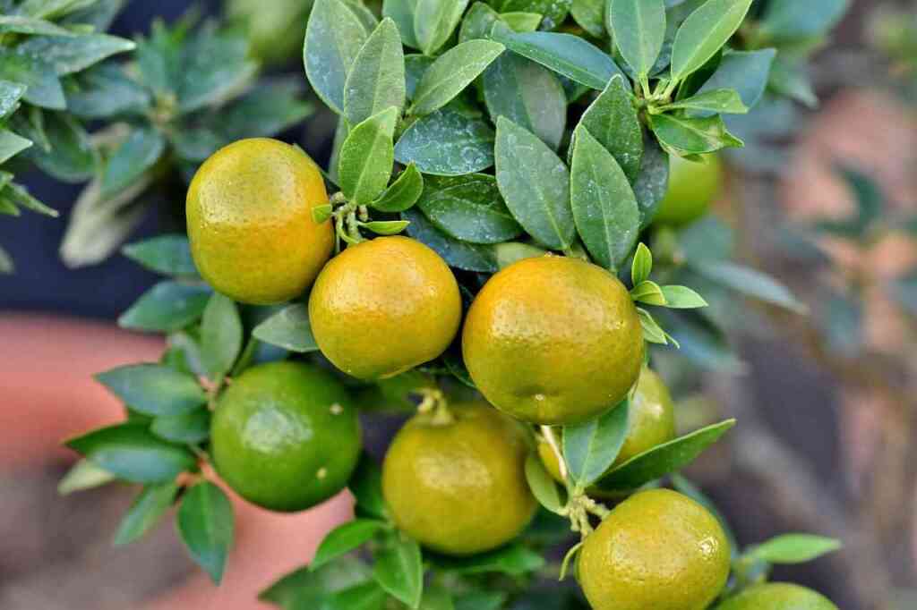 Coltivare il Pompelmo: L'Agrume Energetico per il Giardino Mediterraneo