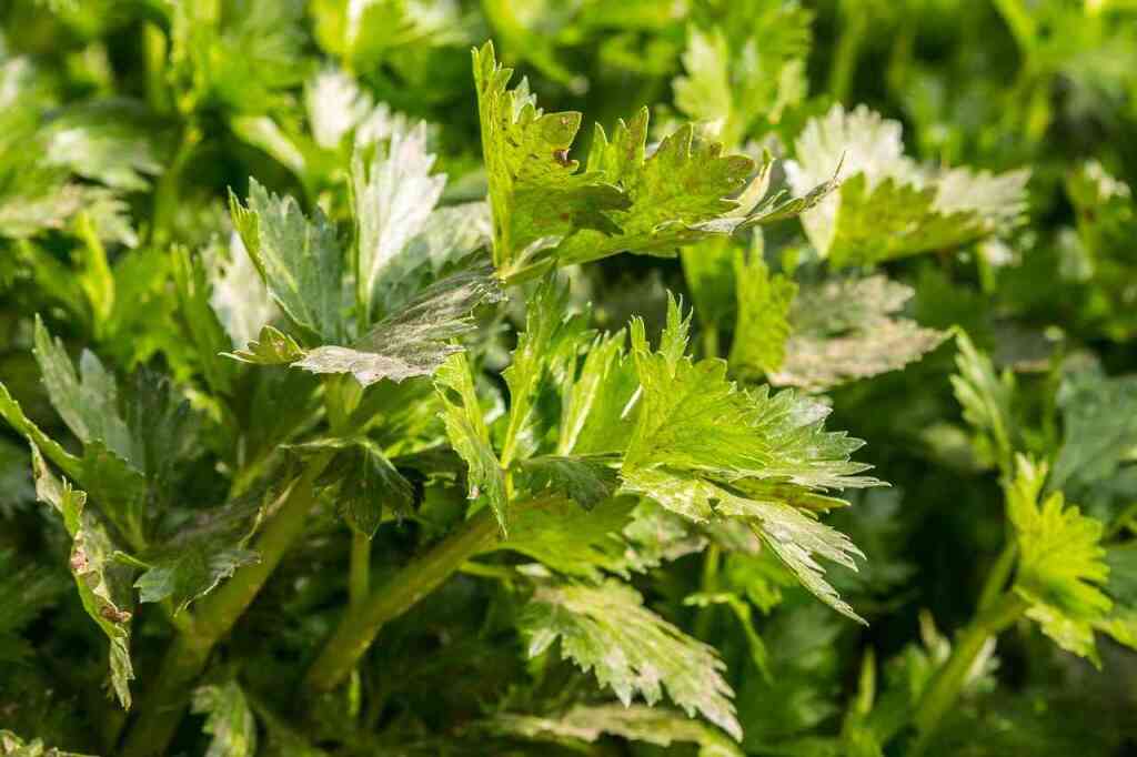 Come coltivare il sedano: guida completa per un ortaggio sano, croccante e profumato