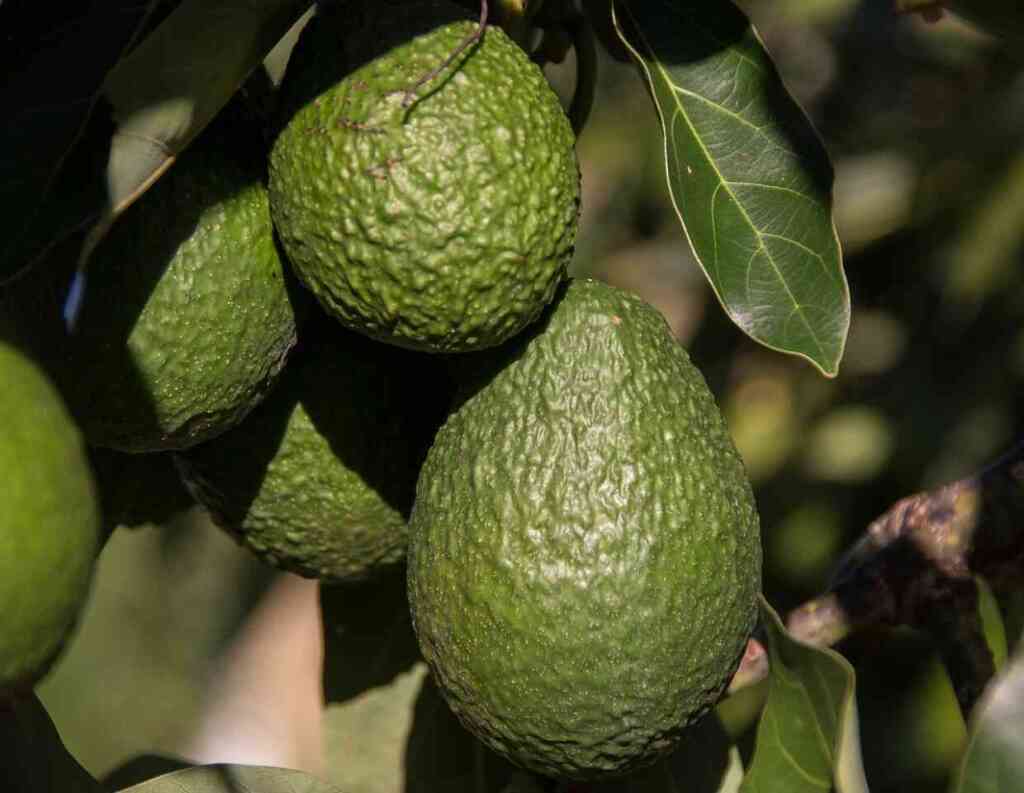 Come coltivare l'avocado: guida pratica per una coltura tropicale anche in Italia