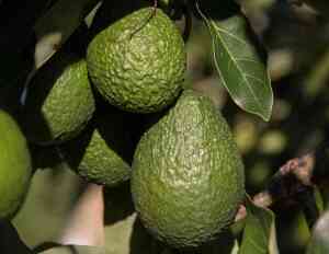Come coltivare l'avocado: guida pratica per una coltura tropicale anche in Italia