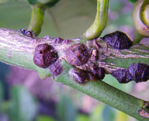 Cocciniglia Mezzograno di Pepe: Come Riconoscerla e Difendersi in Modo Naturale