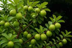 Come coltivare la guava: frutto tropicale, profumato e sorprendentemente resistente