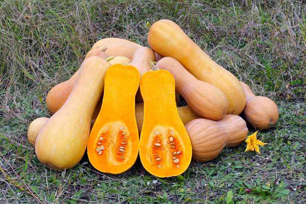 Zucca Butternut: Coltivazione, Benefici e Ricette di un'Ortaggio Dolce e Sostenibile