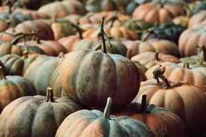 Zucca Delicata: come coltivarla e perché provarla nel tuo orto
