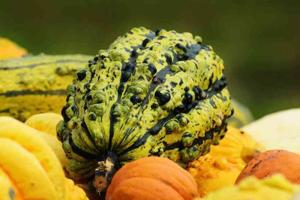 Zucca Marina di Chioggia: La Zucca Antica Dall'Aspetto Rugoso e Dal Cuore Dolcissimo