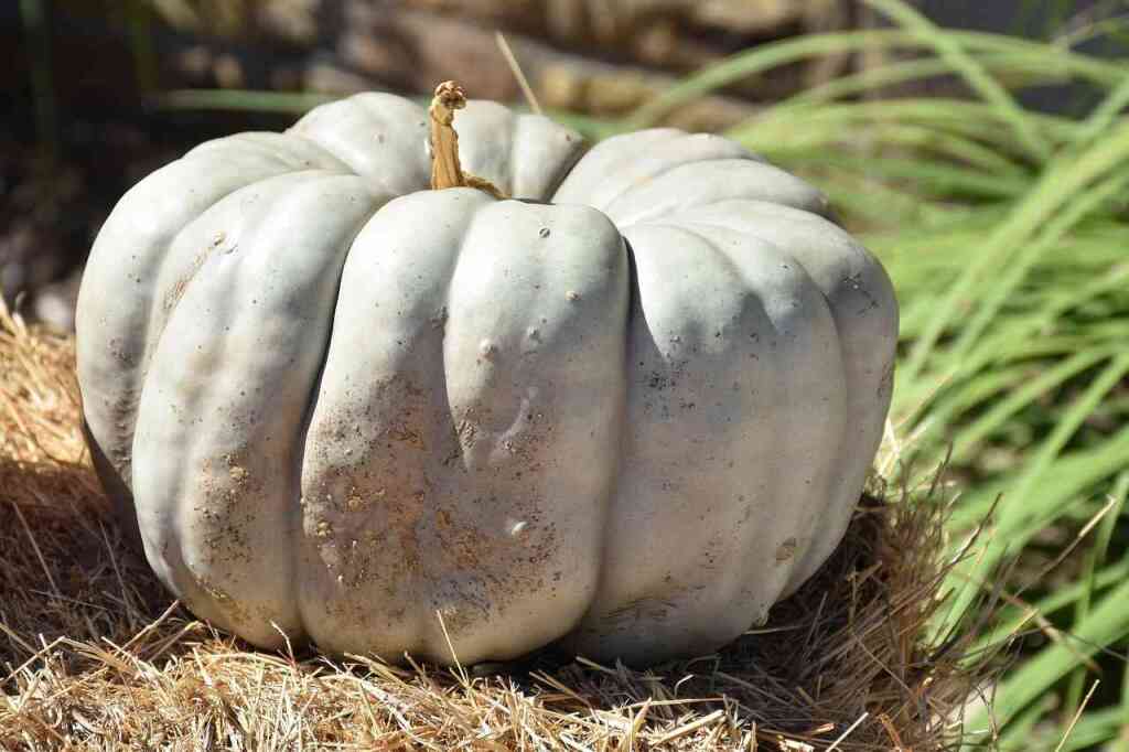 Zucca mantovana: come coltivarla e perché è una delle più amate in Italia
