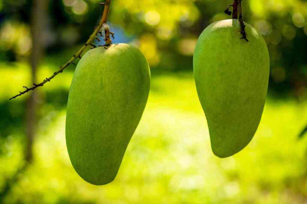 Come coltivare il mango in Italia: una guida per orti tropicali e giardini mediterranei